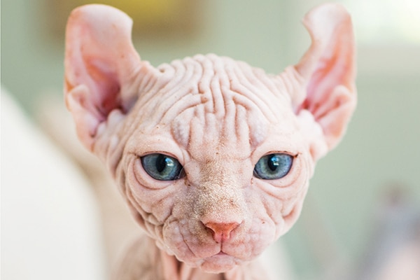 A hairless cat with blue eyes.