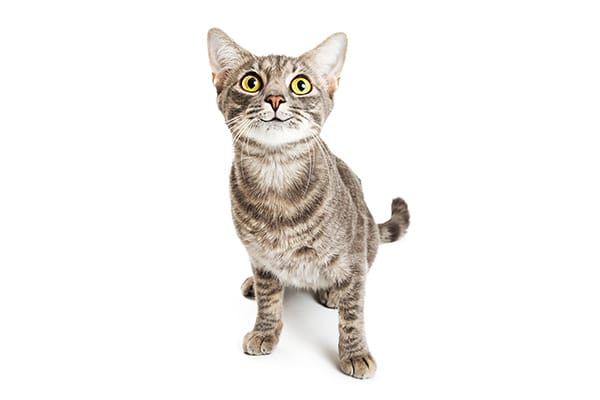 A brown tabby cat looking up.