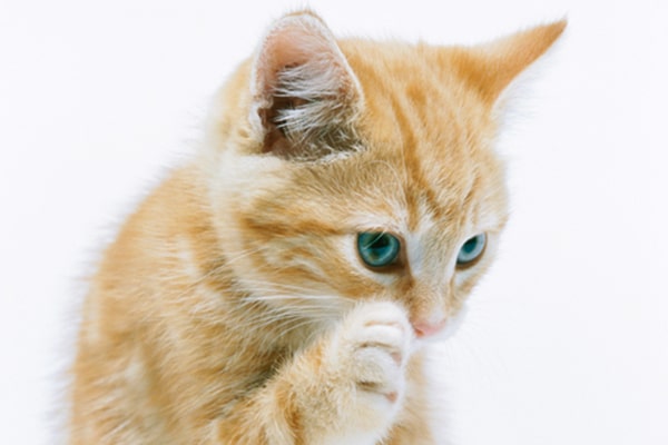 An orange tabby cat itching.