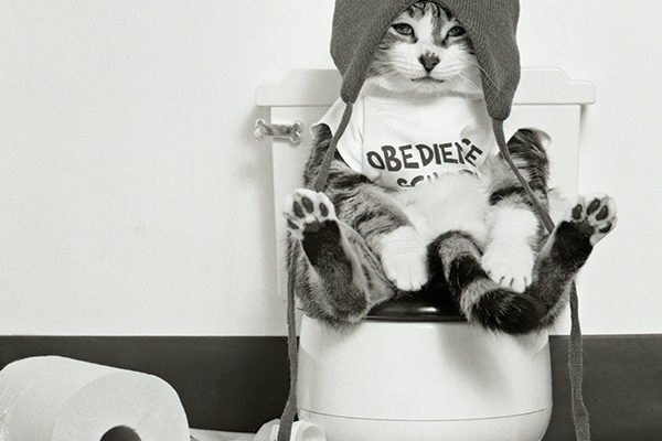 A cat on the toilet with toilet paper.
