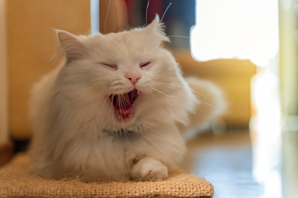 A white cat with his mouth open. 