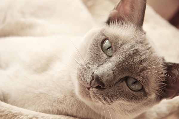 A Tonkinese cat.