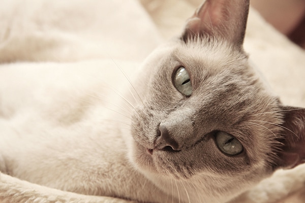 tonkinese breeders near me