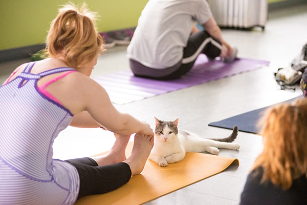 Photography courtesy Yoga With Cats.