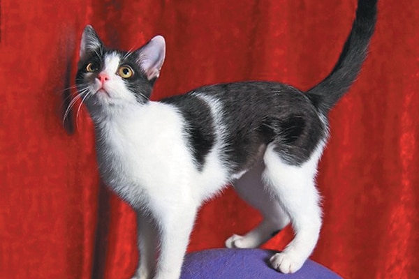 An Acro-Cat ready to perform.