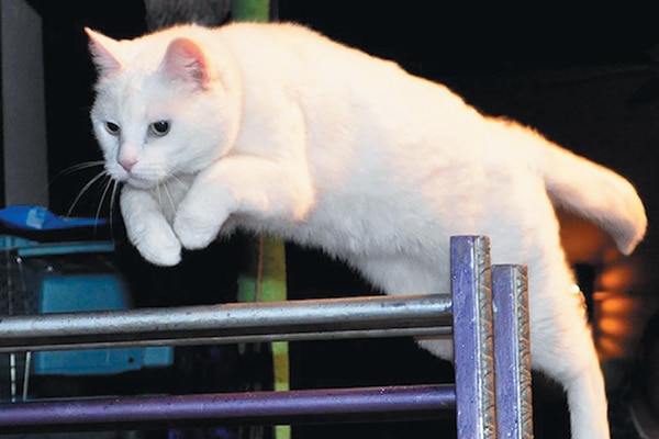 A cat jumping over a bar.