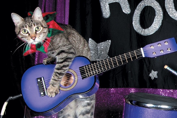 The Amazing Acro-Cats.