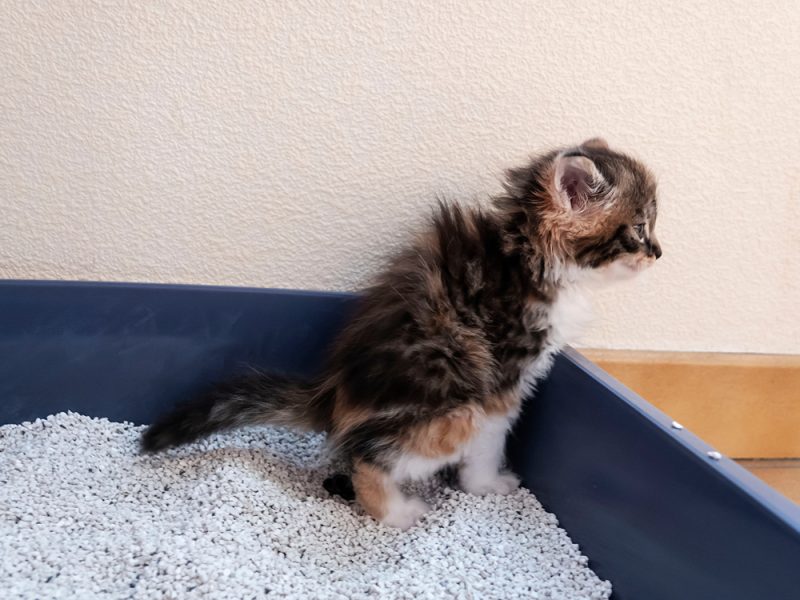 small kitten using litter box