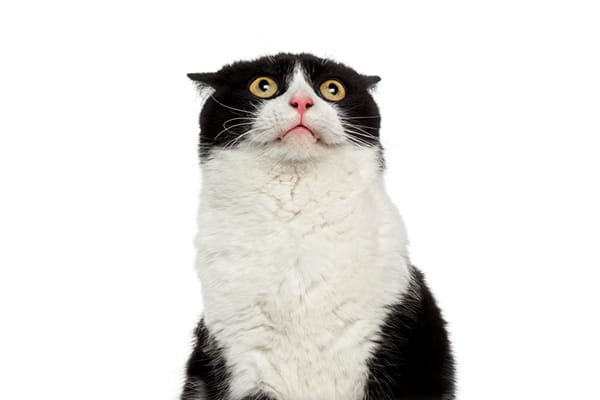 A black and white cat looking shocked and surprised. 