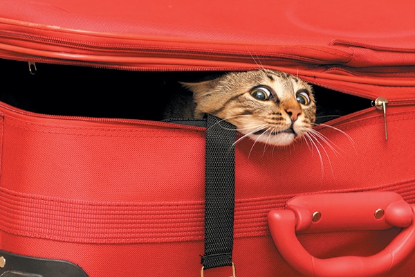 A brown cat stuck inside a suitcase. 