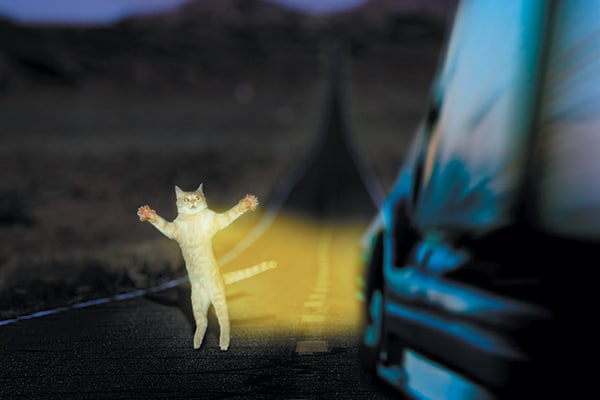 A cat on the road. 