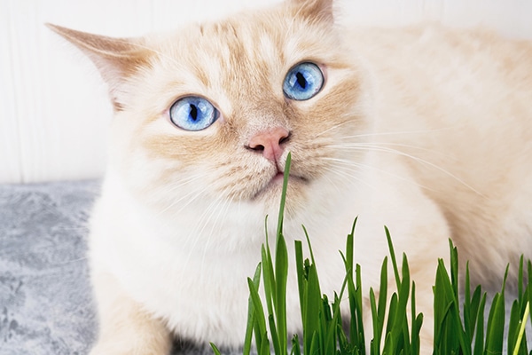 A cat eating cat grass. 