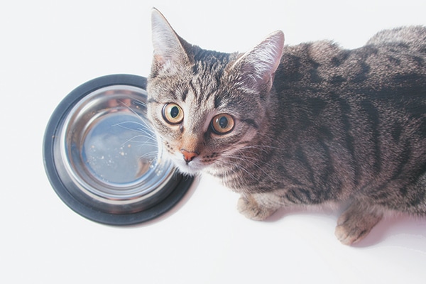 A gray cat looking up from his food bowl.