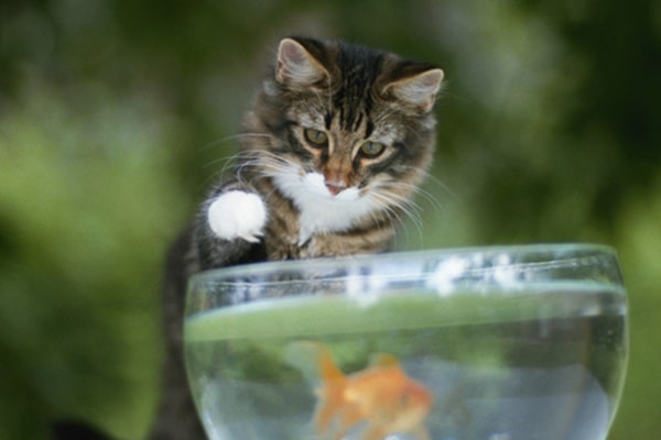 A cat putting his paw in a goldfish bowl.