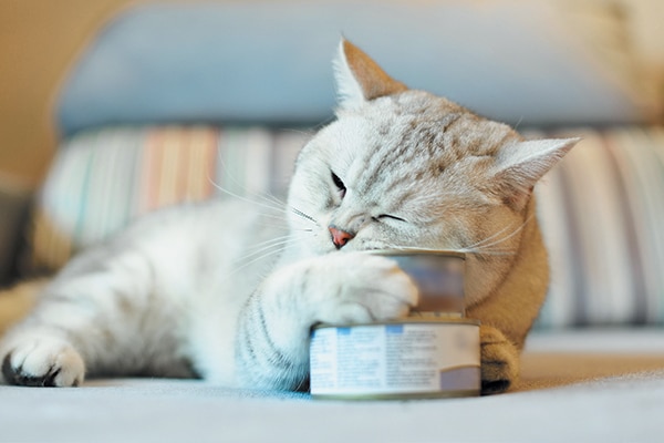 A cat next to a can of tuna. 