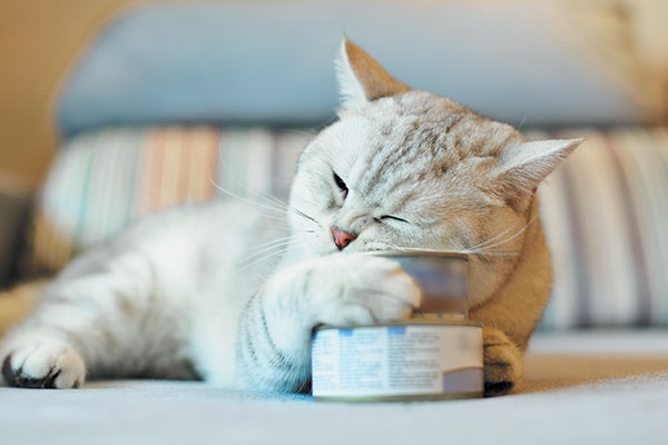 A cat next to a can of tuna. Photography ©willcao911 | Thinkstock. 