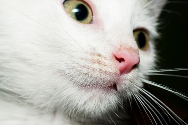 A closeup photo of a cat's pink nose.