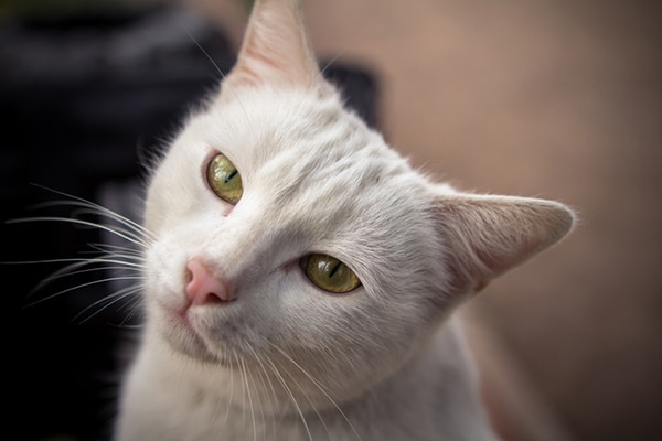A cream colored tabby cat, looking up.