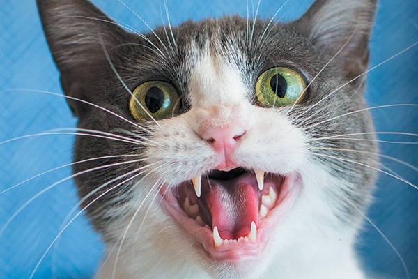 cat meowing with toy