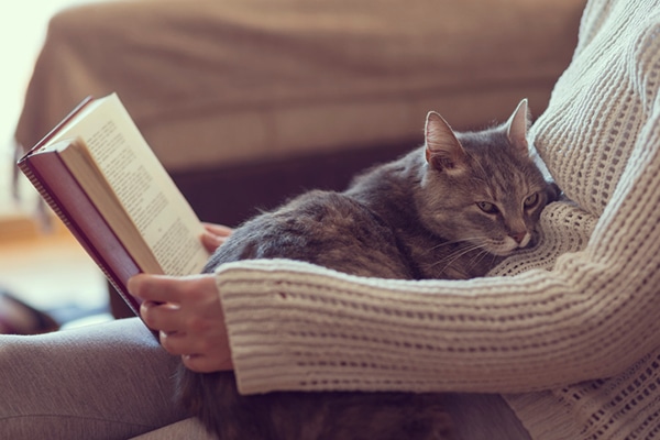 女性の膝で丸まる灰色の猫。 Photography by vladans/Thinkstock.'s lap.