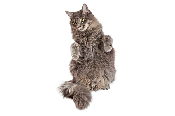 A gray cat standing on his hind legs.