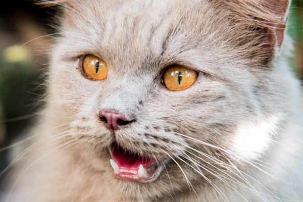 A gray cat with yellow eyes with his mouth open.