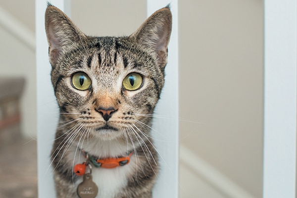 A tabby cat on a staircase ledge. 