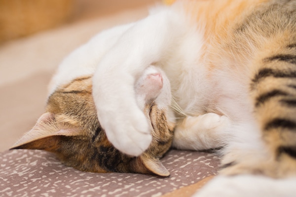 A tabby cat wanting to be a lone or looking embarrassed. 