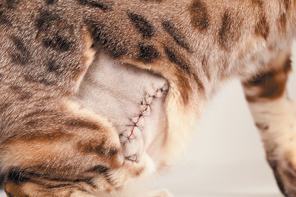 A tabby cat with stitches on her belly after surgery. 