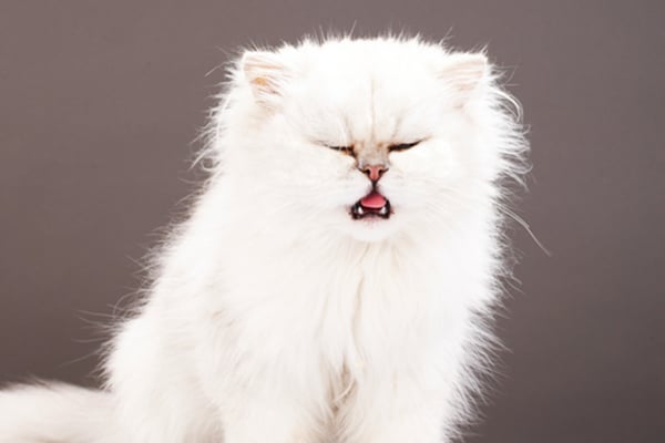 A white cat with her mouth open.