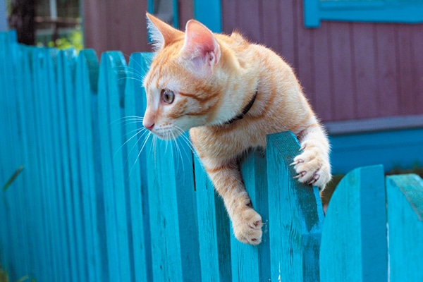 An orange cat hanging over a fence.