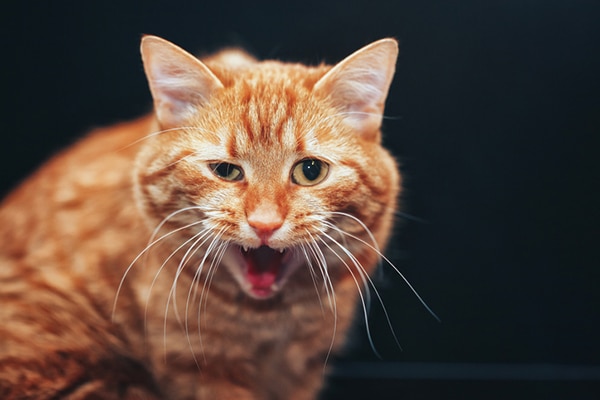 An orange cat with his mouth open — sneezing or hiccuping.