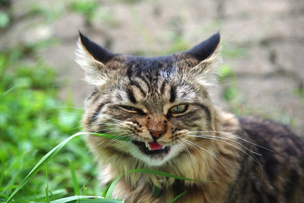 A brown tabby cat eating grass.