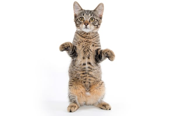 A cat standing on his hind legs. 