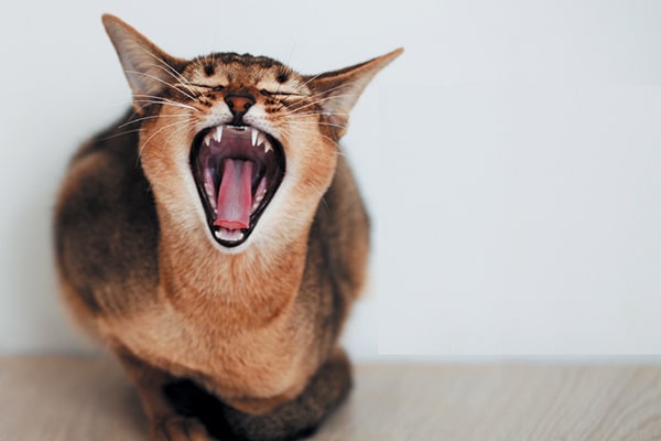 9 Cat Sounds and What They Mean - Catster