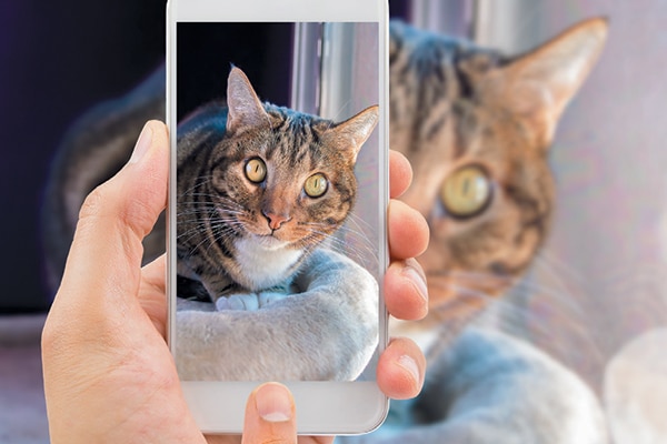 Posting cats on social media.