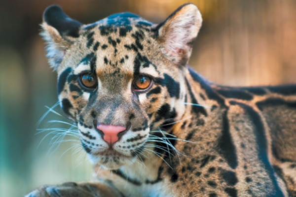 Nashville Zoo Has a Clouded Leopard Produced by Artificial Insemination