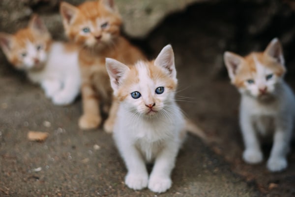 stray kitten not eating