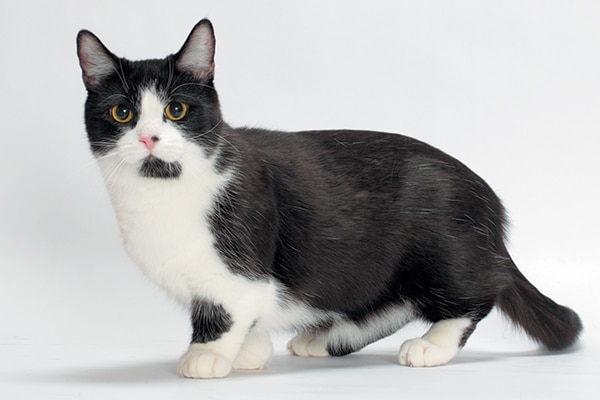 black and white munchkin kitten