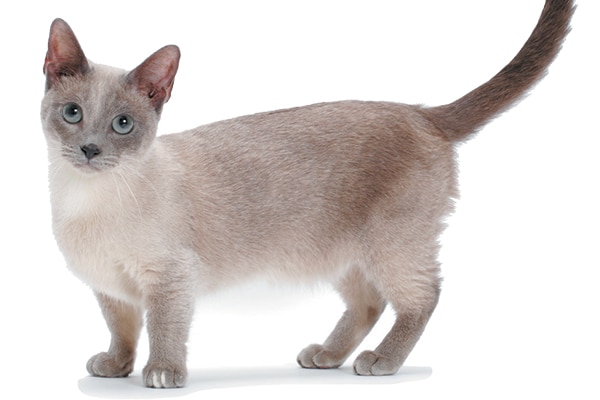 11 Things to Know About the Munchkin Cat - Catster