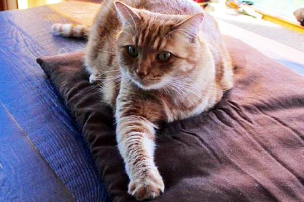 A three-legged cat.