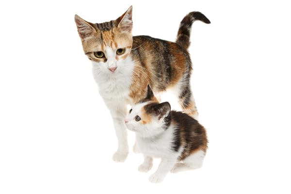 Two Calico cats who look alike, possibly a mama cat and kitten.
