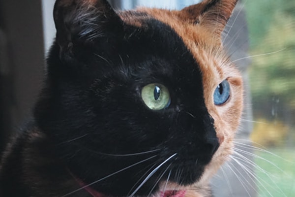 How Venus the Two faced Cat  is Helping Humans and Other 