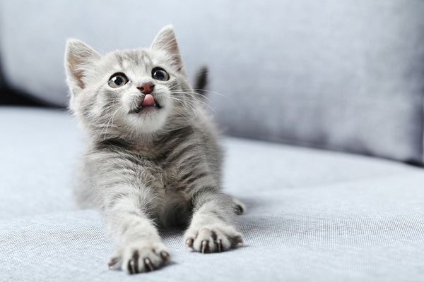 A gray kitten on a couch, licking with his tongue out. 