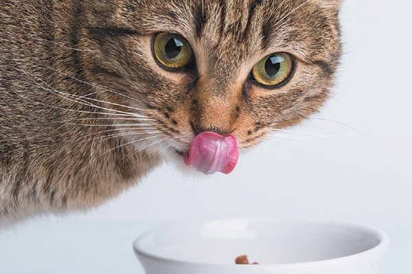 A brown cat eating food and licking his lips.