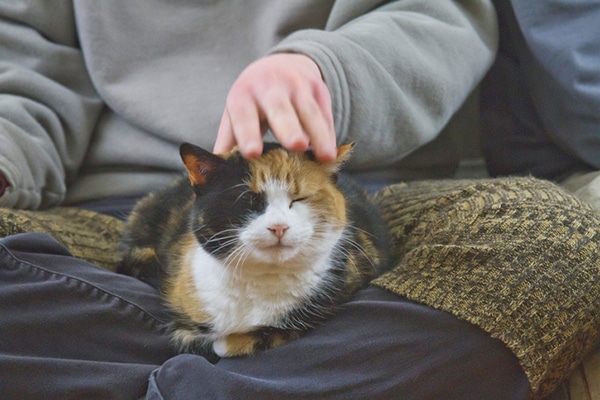 A calico cat in a lap. 