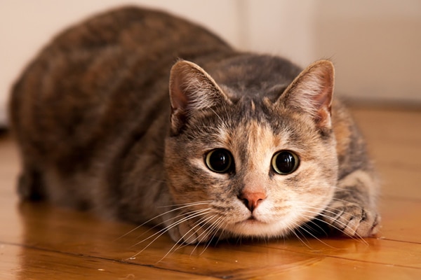 An excited cat playing with a toy, about to pounce.