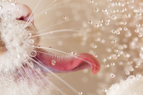 A closeup of a cat drinking water and her tongue.