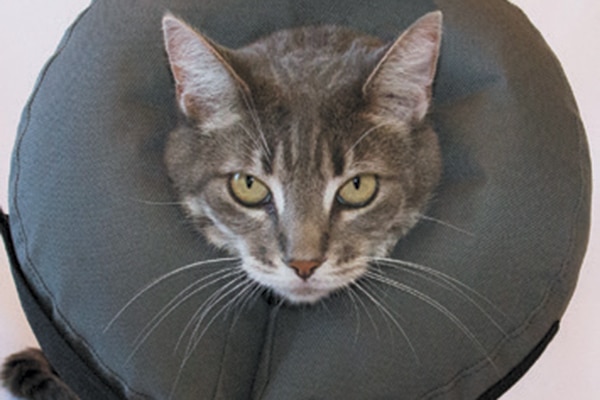 A cat wearing an Elizabethan collar or E-collar.