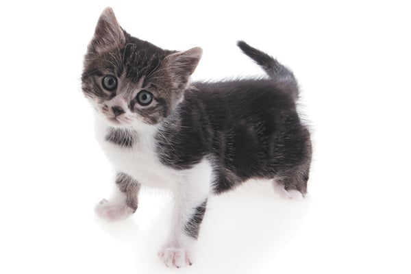 Fip In Cats New Stus Could Mean Hope For The Future Catster What Is Fip In Cats A Cute Gray And White Kitten